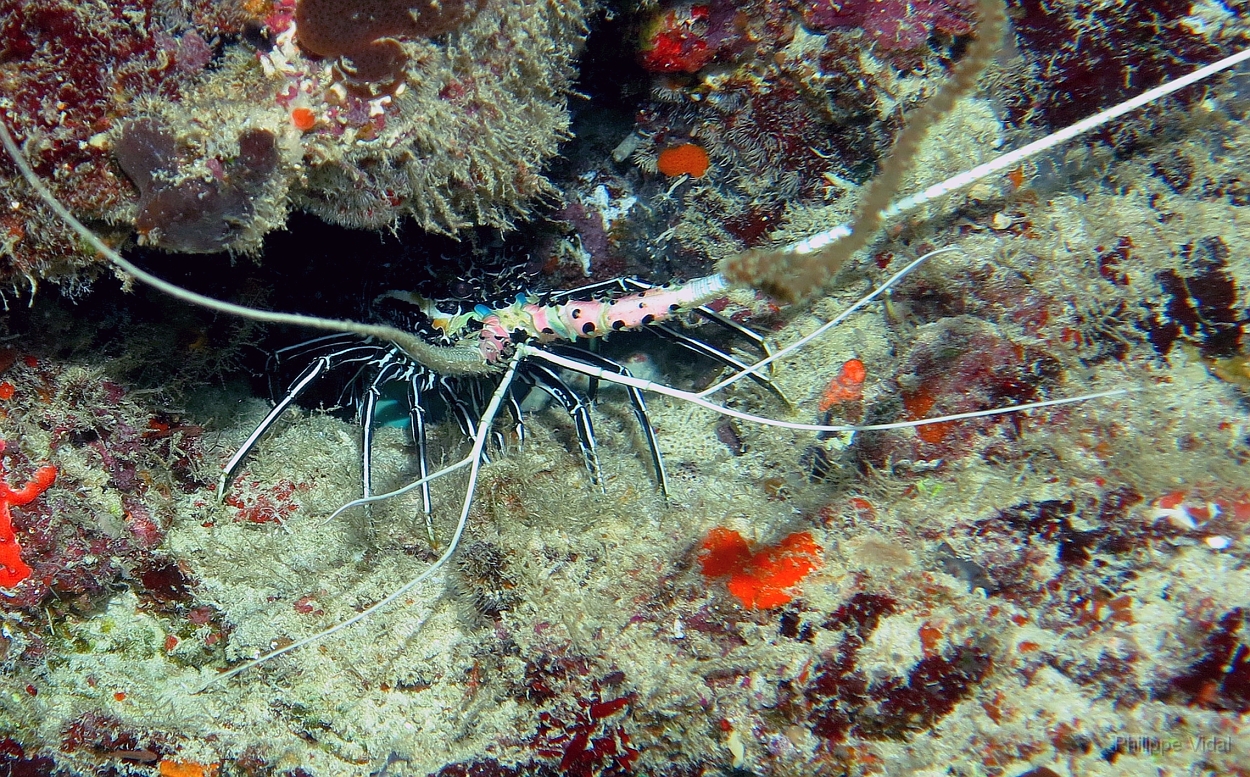 Velidhu - 2013_03_11 - IMG_0459r_Langouste_Gangehi kandu_Plongee.jpg
